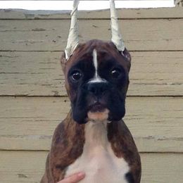 Boxer Puppies from Vintage Boxers
