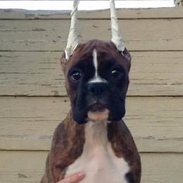 Boxer Puppies from Vintage Boxers