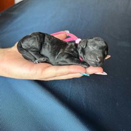 Doris - Black female Poodle puppy in Ardmore, Oklahoma from The Poodles of Green Acres