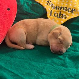 Green collar male 3rd pick - Yellow male Labrador Retriever puppy in Stafford Township, New Jersey from SommerLabs