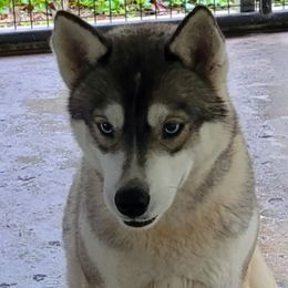 Mysty - Siberian Husky
