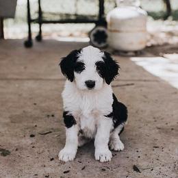 Sheepadoodle puppies from Doodlefolk