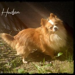 Hudsen - Chihuahua