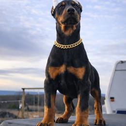 Boy-Ancalagon Rising - Black and rust male Doberman Pinscher puppy in Columbia, Maryland from Storm Cloud Doberman