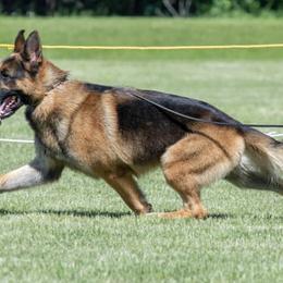 German Shepherds from Jimeni GSD