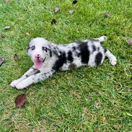 Cyrus - Blue merle male Miniature Australian Shepherd puppy in California from Eagle River Aussies
