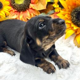 Kiro - Black and tan male Dachshund puppy in Exeter, California from Sawtooth Miniature Dachshunds
