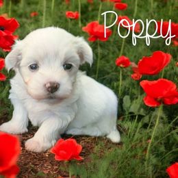 POPPY - White female Maltese puppy in Belleville, Michigan from Michigan Maltese Puppies