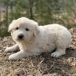 Puppy ID 17266 - White male Great Pyrenees puppy in Leicester, North Carolina from Randall Glen Pyrenees