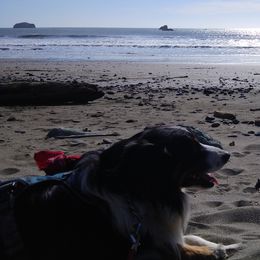 Australian Shepherds and Miniature Australian Shepherds from Grayback Aussies