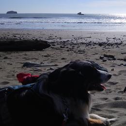 Australian Shepherds and Miniature Australian Shepherds from Grayback Aussies