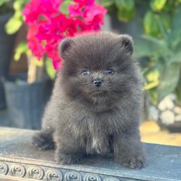 Ash - Blue male Pomeranian puppy in Stockton, California from lunas_poms