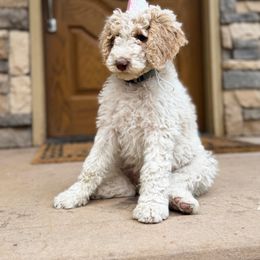 Poodle Puppies from Beansdoodles