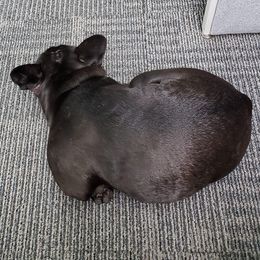 French Bulldogs from refroidir les petits chiens - French Bulldogs