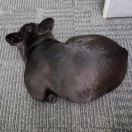 French Bulldogs from refroidir les petits chiens - French Bulldogs