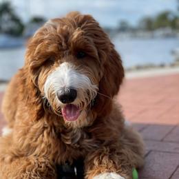 Sadie - Goldendoodle