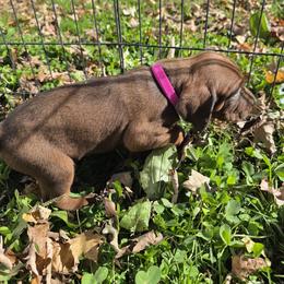 Girl 2 - Red female Redbone Coonhound puppy in Hustontown, Pennsylvania from Triple I Redbones