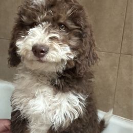 Ahsoka - Tri-color female Bernedoodle puppy in Salem, Utah from Doodle Doodle Dogs