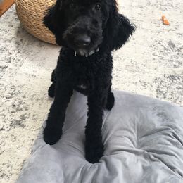 Bernedoodle and Poodle Puppies from Sunset Family Farm