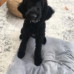 Bernedoodle and Poodle Puppies from Sunset Family Farm