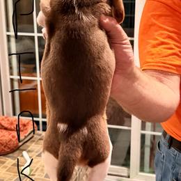 Girl 2 - Brown white and tan female Beagle puppy in Plainfield, Wisconsin from I Wanna Hunt Too