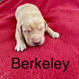 Berkeley - Yellow male Labrador Retriever puppy in Mineral, Virginia from Canine Assist