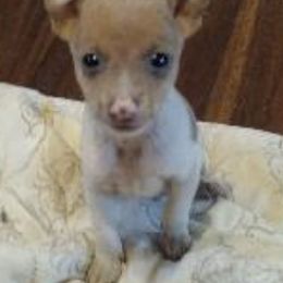 Toy Fox Terriers from Shyanns Toy Fox Terriers