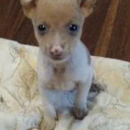 Toy Fox Terriers from Shyanns Toy Fox Terriers