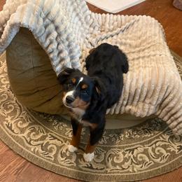 Journey - Black tri female Toy Australian Shepherd puppy in Fairview, Tennessee from Hoffman Forest Acres LLC
