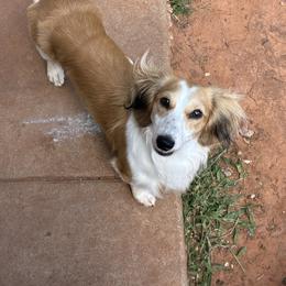 Ghost - Dachshund