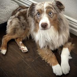 Copper - Australian Shepherd