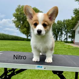 Male 5 - Red male Pembroke Welsh Corgi puppy in Waverly, Iowa from Kindred Corgis
