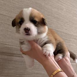 Molly - Fawn female Pembroke Welsh Corgi puppy in Chino Hills, California from Much Love Fam