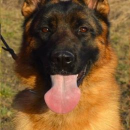 Zorro - German Shepherd