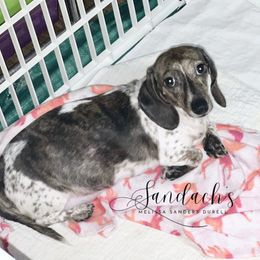 Libby - Dachshund