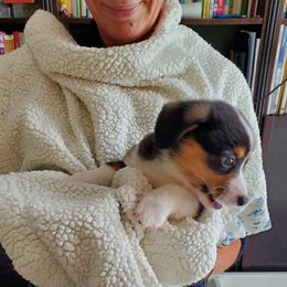 Pembroke Welsh Corgi Puppies from Patrick's Pembroke Welsh Corgis