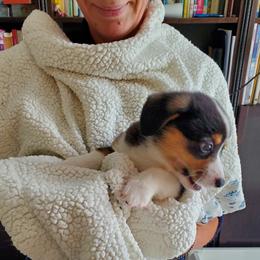Pembroke Welsh Corgi Puppies from Patrick's Pembroke Welsh Corgis