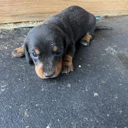 Doug - Black and tan male Dachshund puppy in Pearce, Arizona from Katy West Weenies
