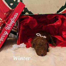 Winter - Red  female Goldendoodle puppy in Haughton, Louisiana from Bailey’s Cajun Canines