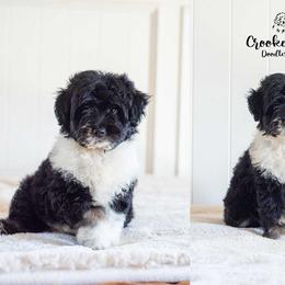 Wendy - Black tri-color female Aussiedoodle puppy in Woodruff, South Carolina from Crooked Creek Doodles and Poodles
