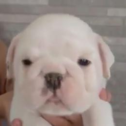 Clyde - White male Bulldog puppy in Cumming, Georgia from Happy Place Kennels