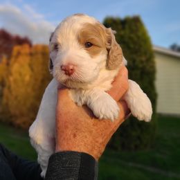 Bernedoodle and Double Doodle Puppies from Cloud Nine Doodles