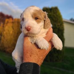 Bernedoodle and Double Doodle Puppies from Cloud Nine Doodles