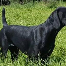 German Shorthaired Pointers from Wind River's Kennel