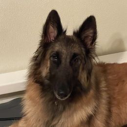 Kensi - Belgian Tervuren