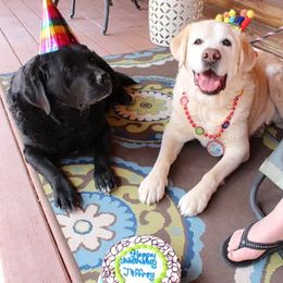 Labrador Retriever All Grown Up from High Roller Labradors