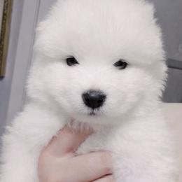 Red - White male Samoyed puppy in San Antonio, Texas from Hill Country Samoyeds