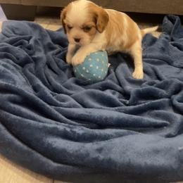 Cavalier King Charles Spaniel and Pembroke Welsh Corgi Puppies from Puppy PlayPen