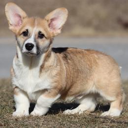 Yuri - Red male Pembroke Welsh Corgi puppy in Pollock, Missouri from Northstar