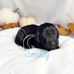Smokey - Black male Goldendoodle puppy in Polk City, Florida from Golden Creek Doodles